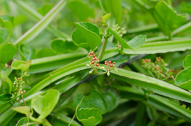Hadjod (Cissus quadrangularis)