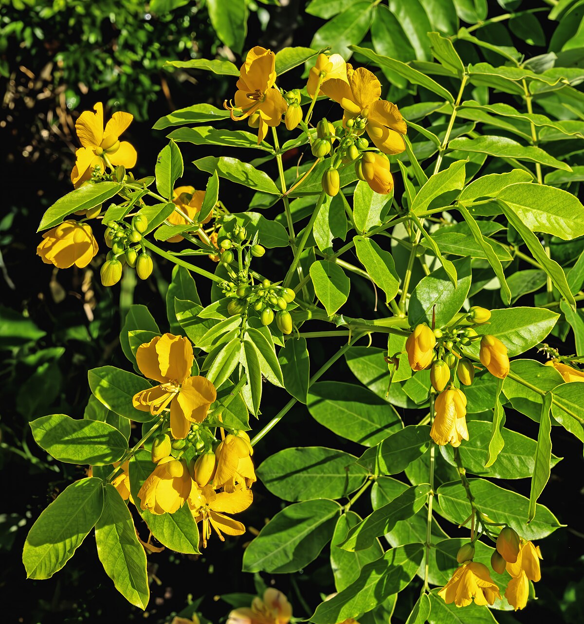 Senna Leaves