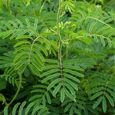 Khadir (Acacia catechu)